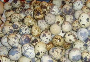 全國(guó)供應(yīng)鵪鶉蛋及全產(chǎn)業(yè)鏈服務(wù) 廠家直銷(xiāo)批發(fā)與飼料原料銷(xiāo)售指南